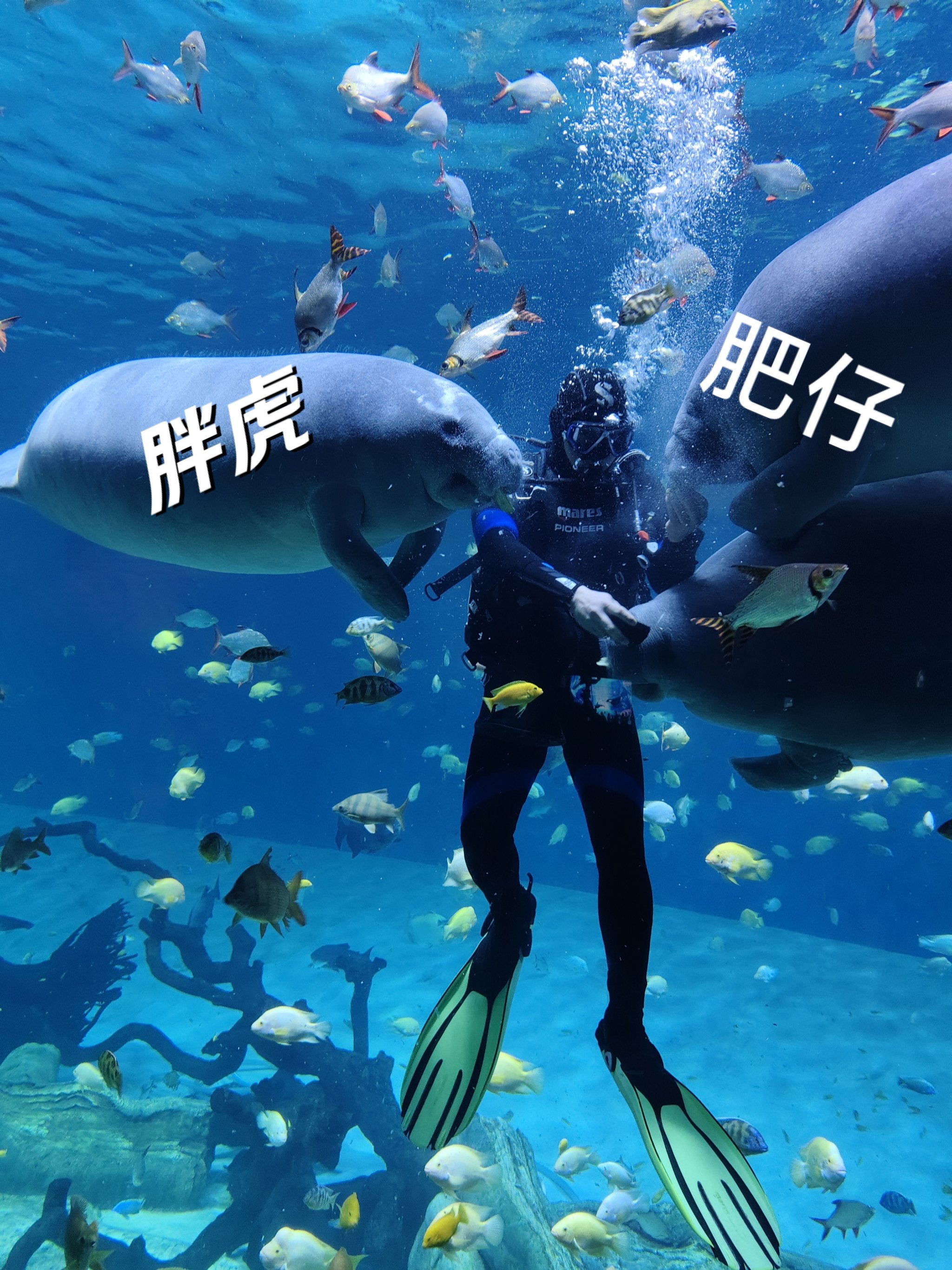 开云网页版-包含海洋深潜挑战赛，探索海底未知的奇幻旅程的词条